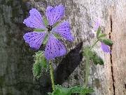 Geranium renardii x Phillipe Vapelle